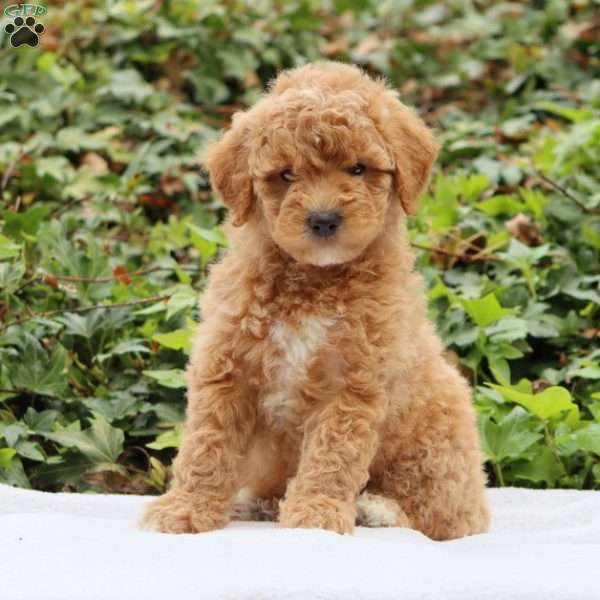 Rosie F1BB, Mini Goldendoodle Puppy